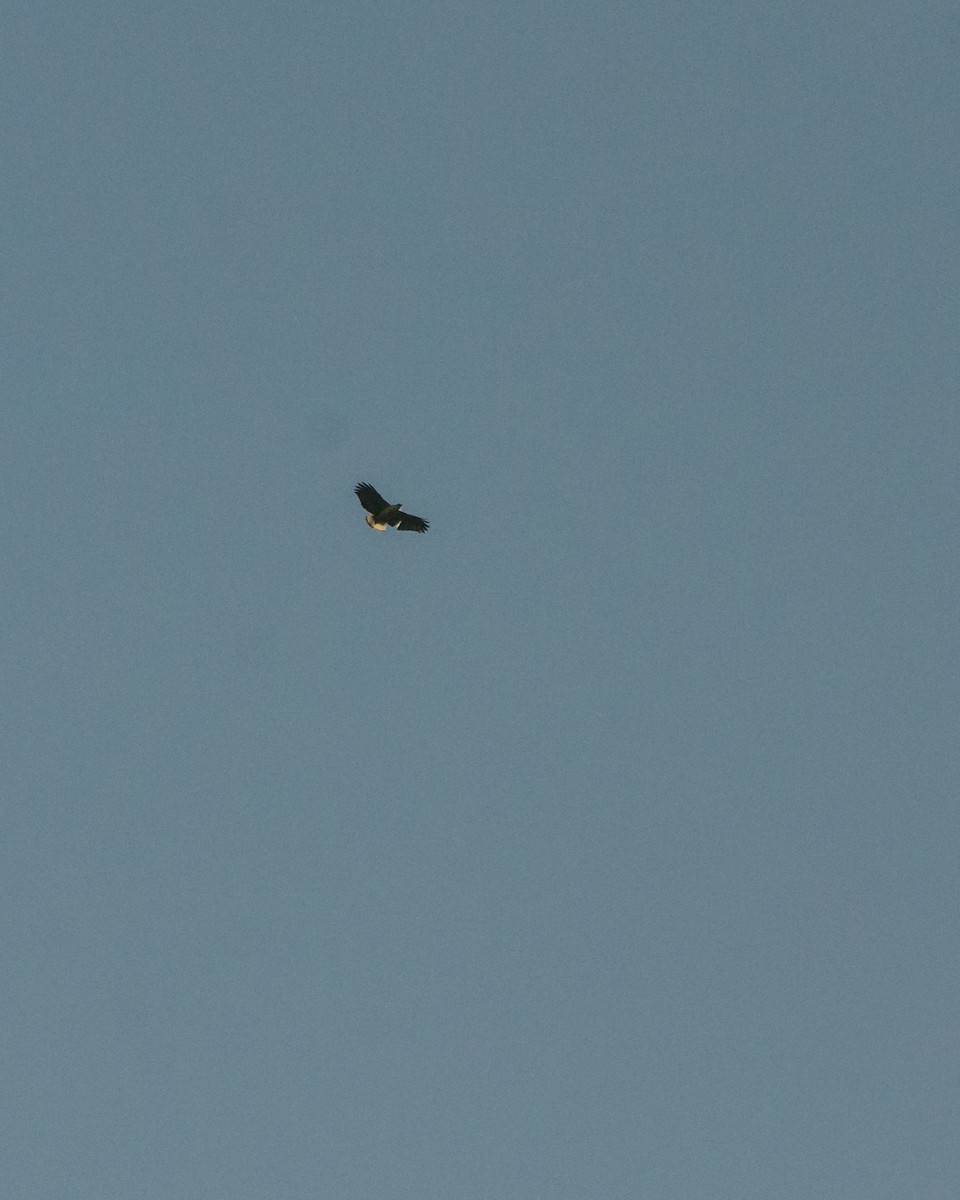White-necked Hawk - ML641076575
