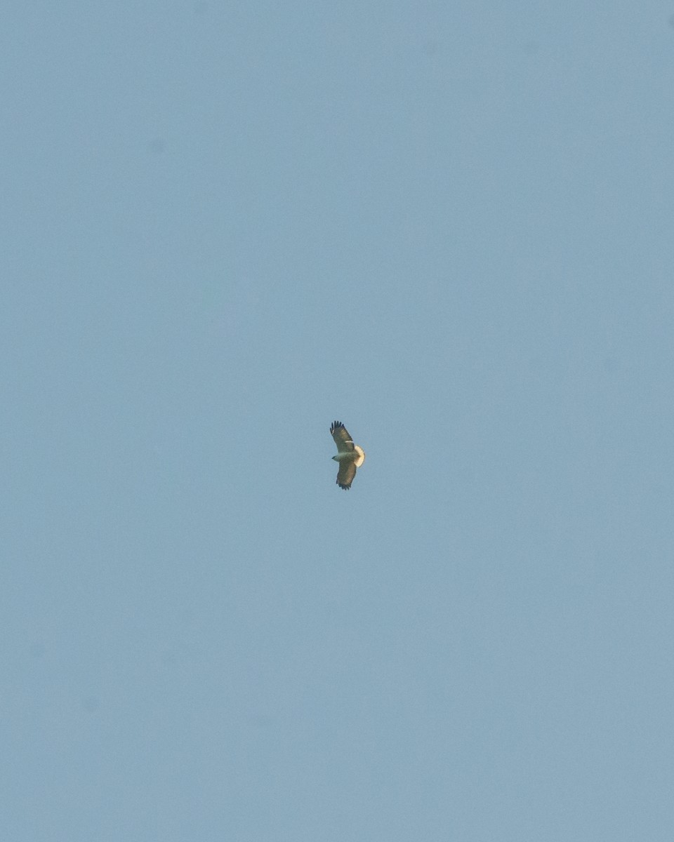 White-necked Hawk - ML641076579