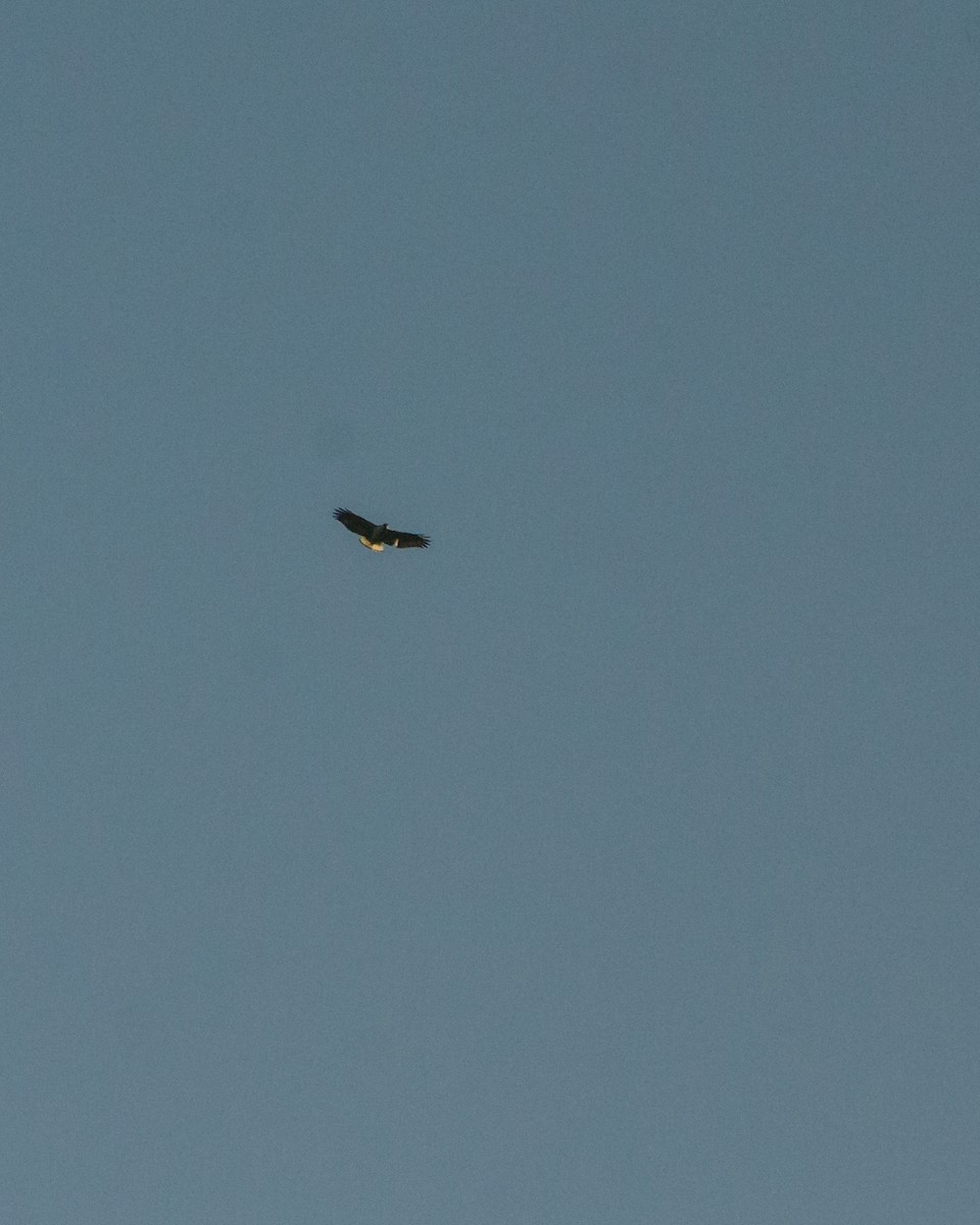 White-necked Hawk - ML641076583