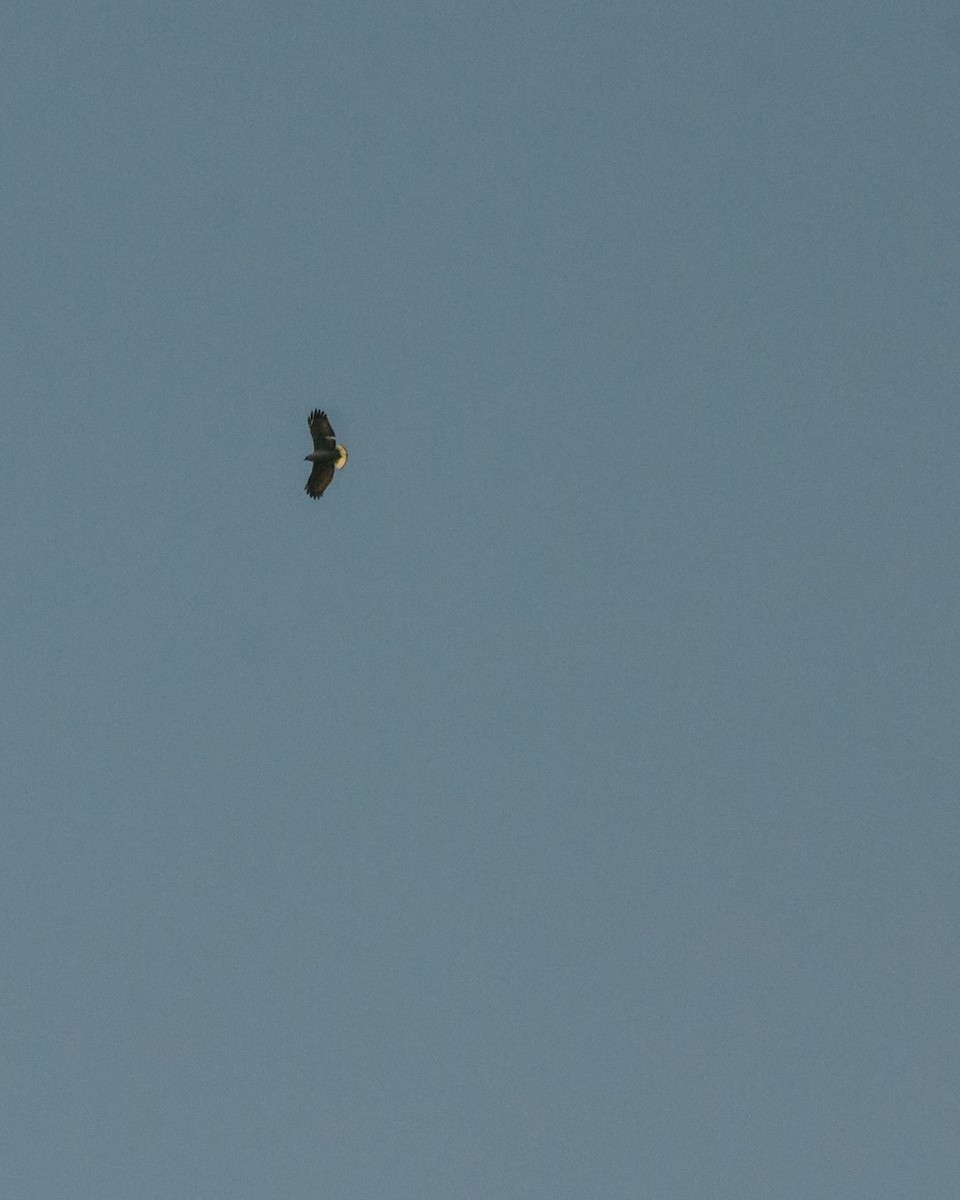 White-necked Hawk - ML641076584