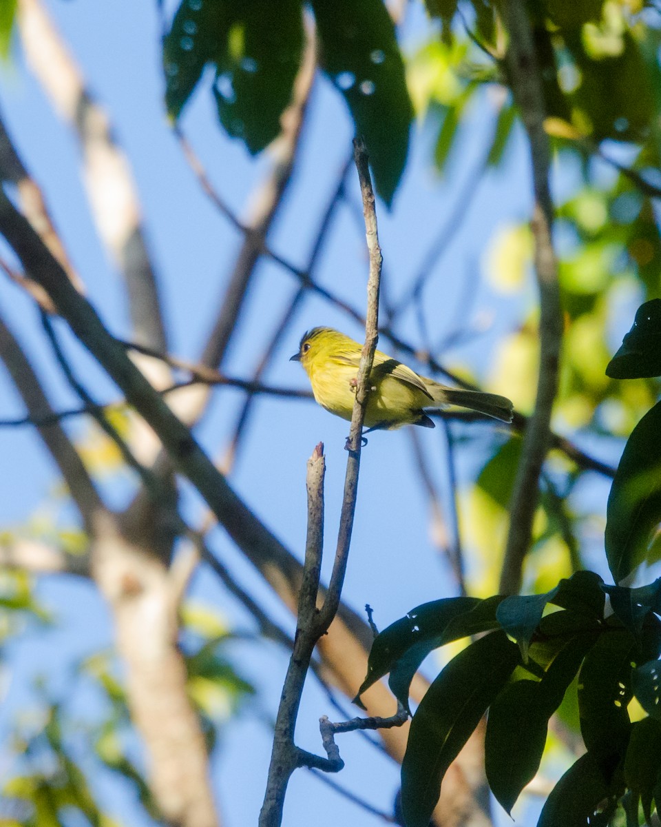 Ochre-lored Flatbill - ML641076607