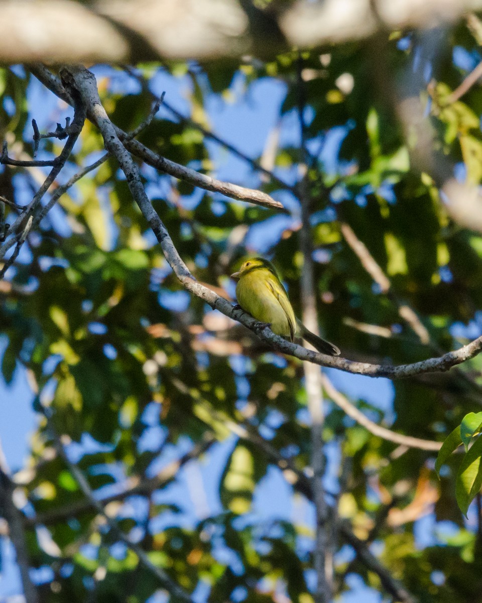 Ochre-lored Flatbill - ML641076609