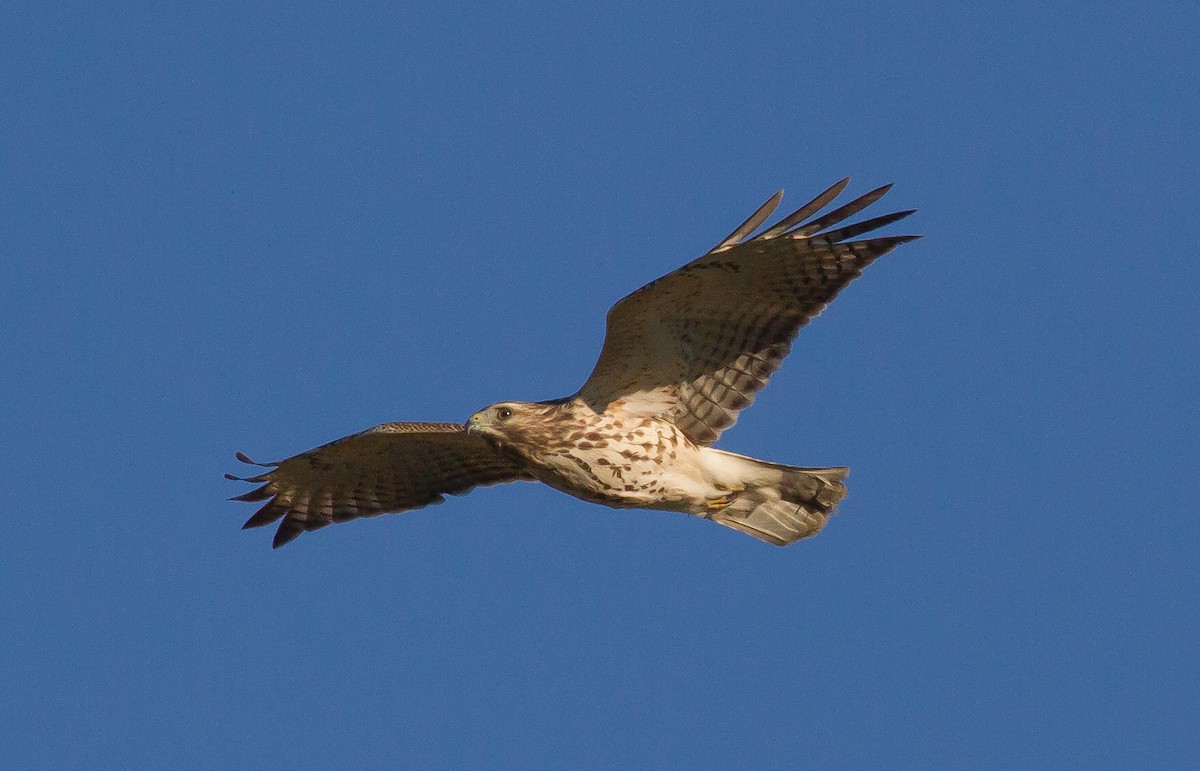 Rotschulterbussard - ML64107661