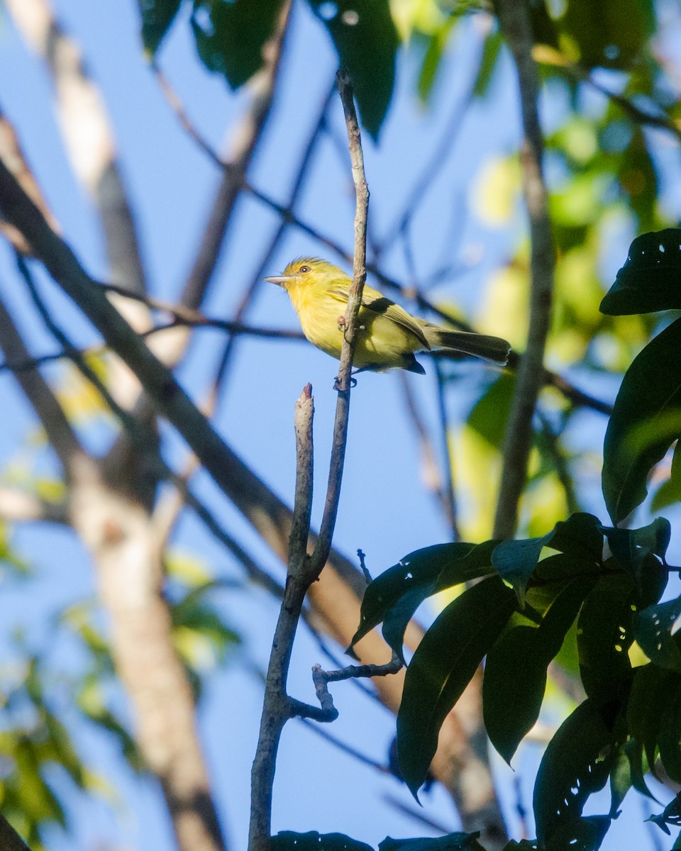 Ochre-lored Flatbill - ML641076612