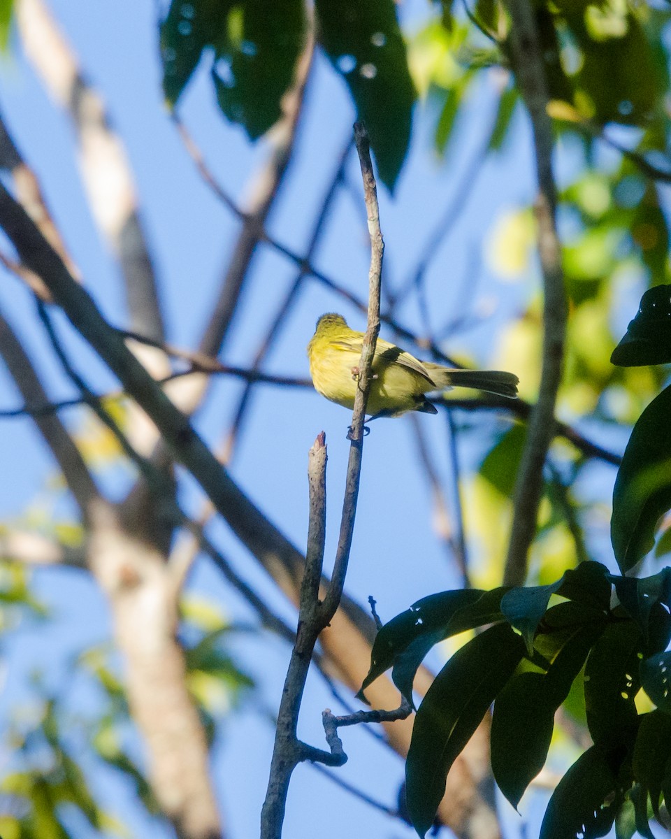 Ochre-lored Flatbill - ML641076615