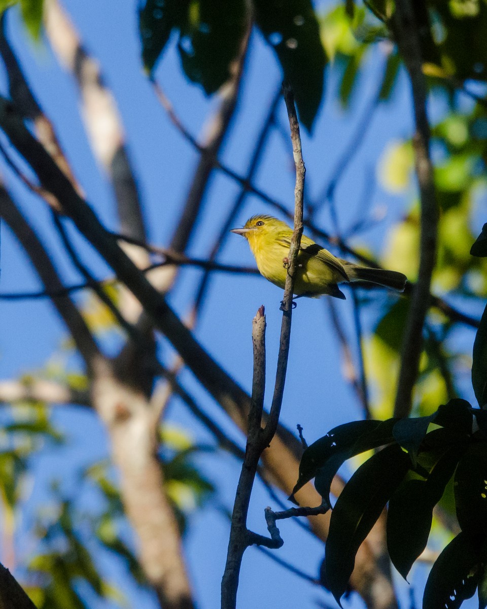 Ochre-lored Flatbill - ML641076616