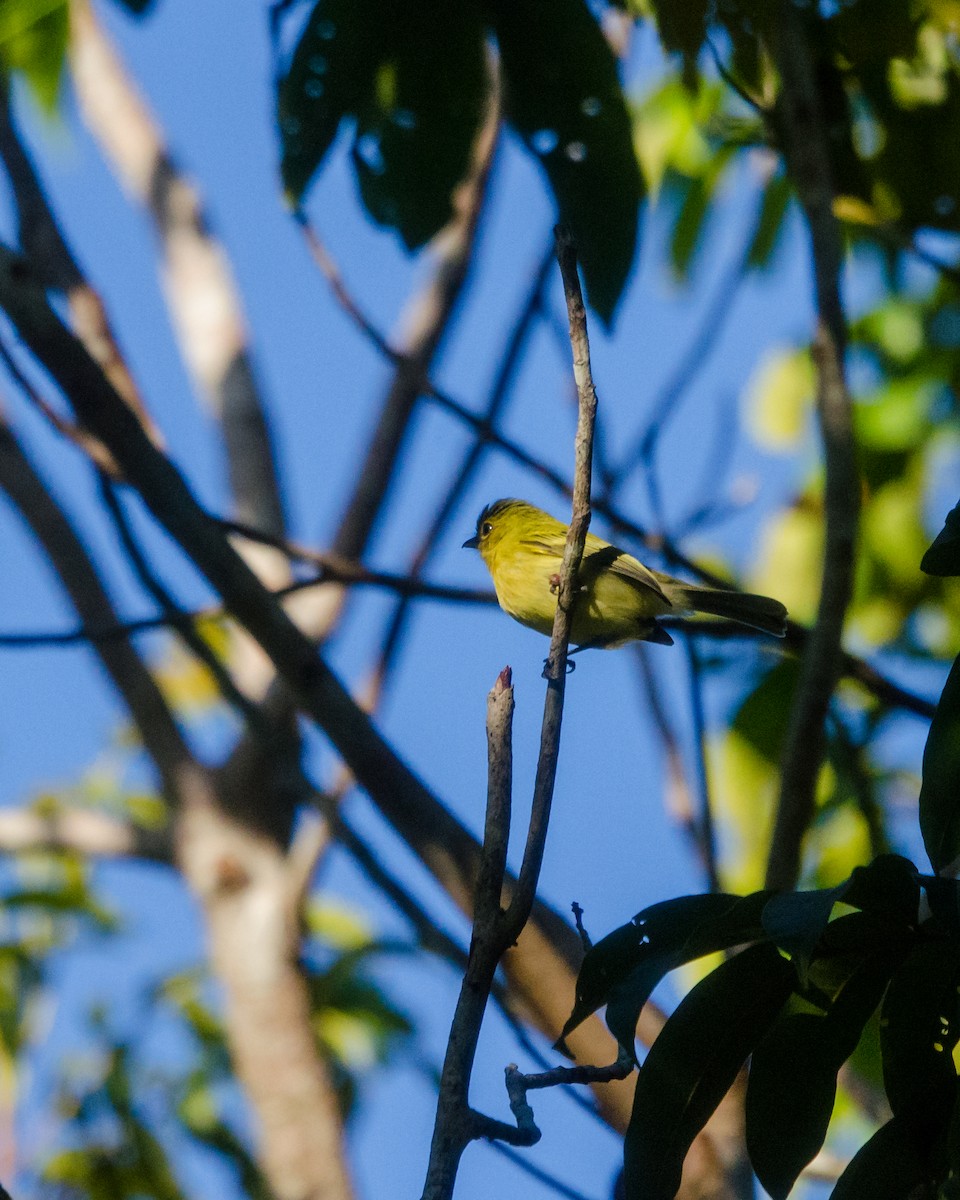 Ochre-lored Flatbill - ML641076617