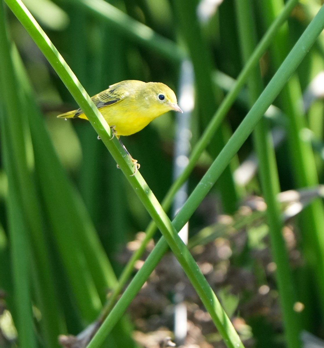 Yellow Warbler - ML641076620