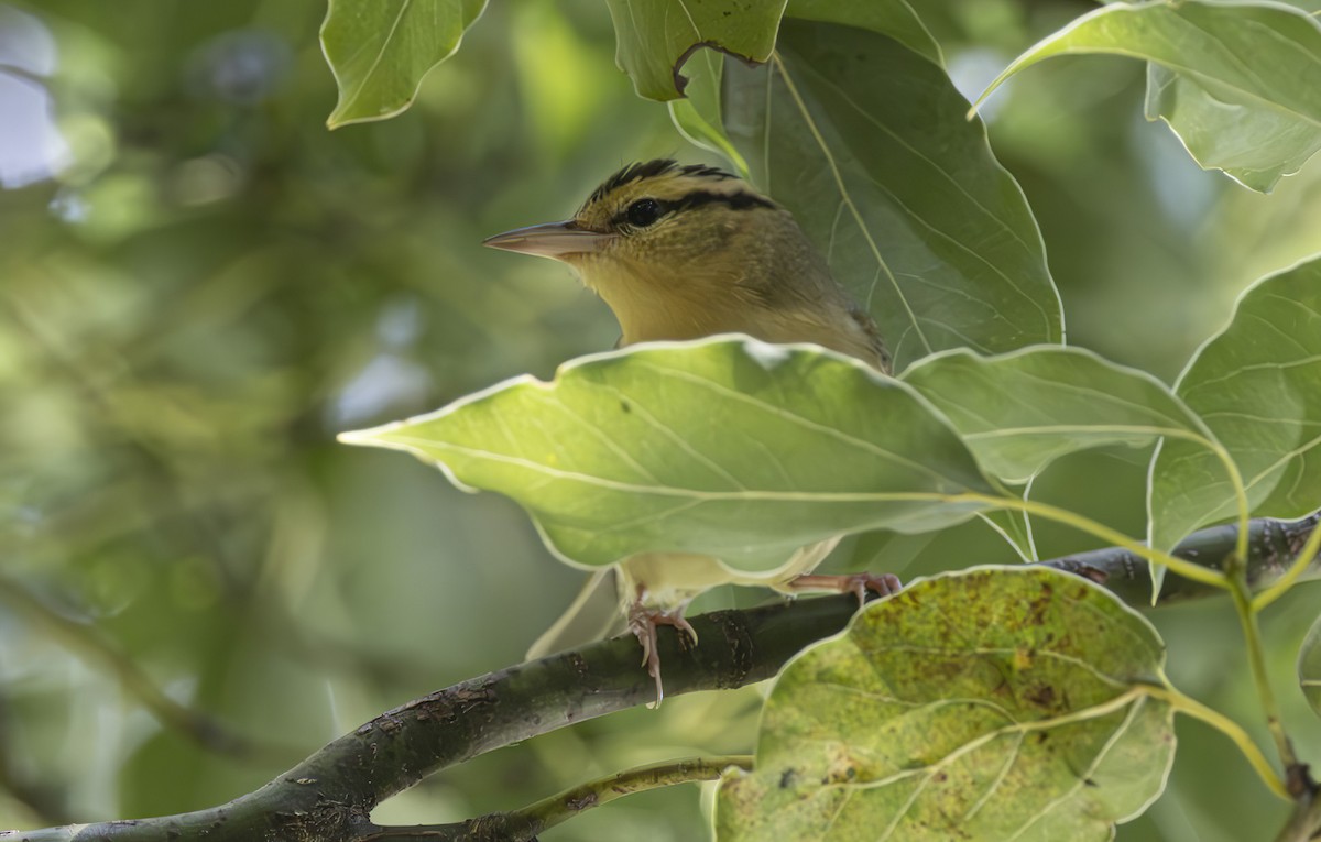 Worm-eating Warbler - ML641076633