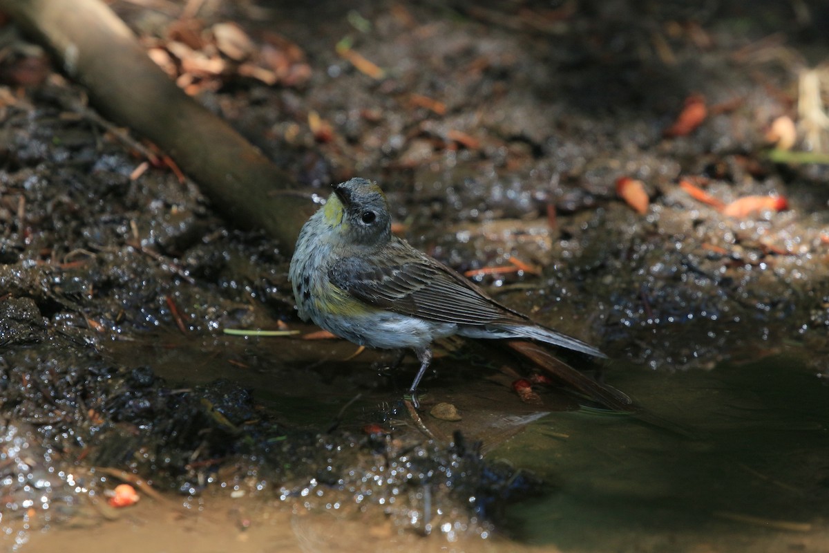 Kronenwaldsänger - ML641076656