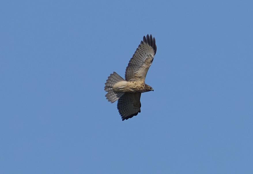 Red-shouldered Hawk - ML641076660