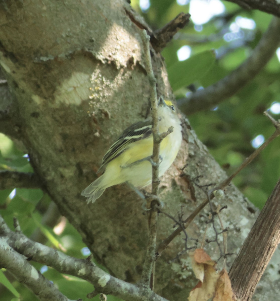 White-eyed Vireo - ML641076681