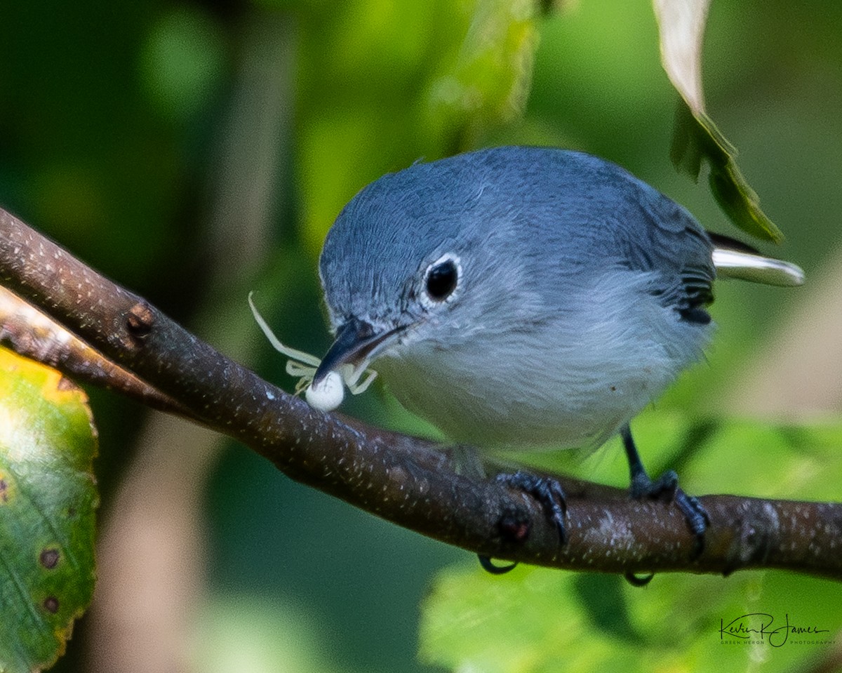 Perlita Grisilla (caerulea) - ML641076683