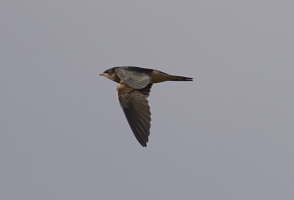 Barn Swallow - ML641076696