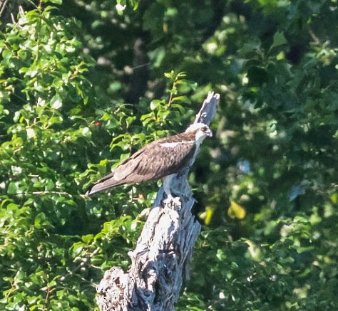 Balbuzard pêcheur - ML641076704