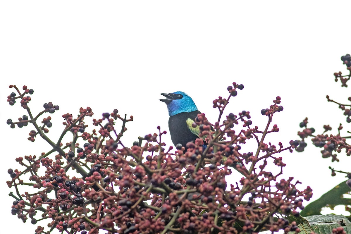 Blue-necked Tanager - ML641076716