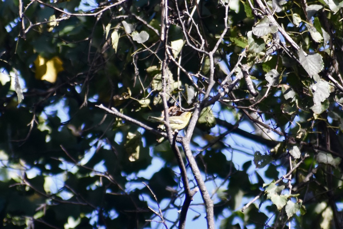 Cape May Warbler - ML641076729