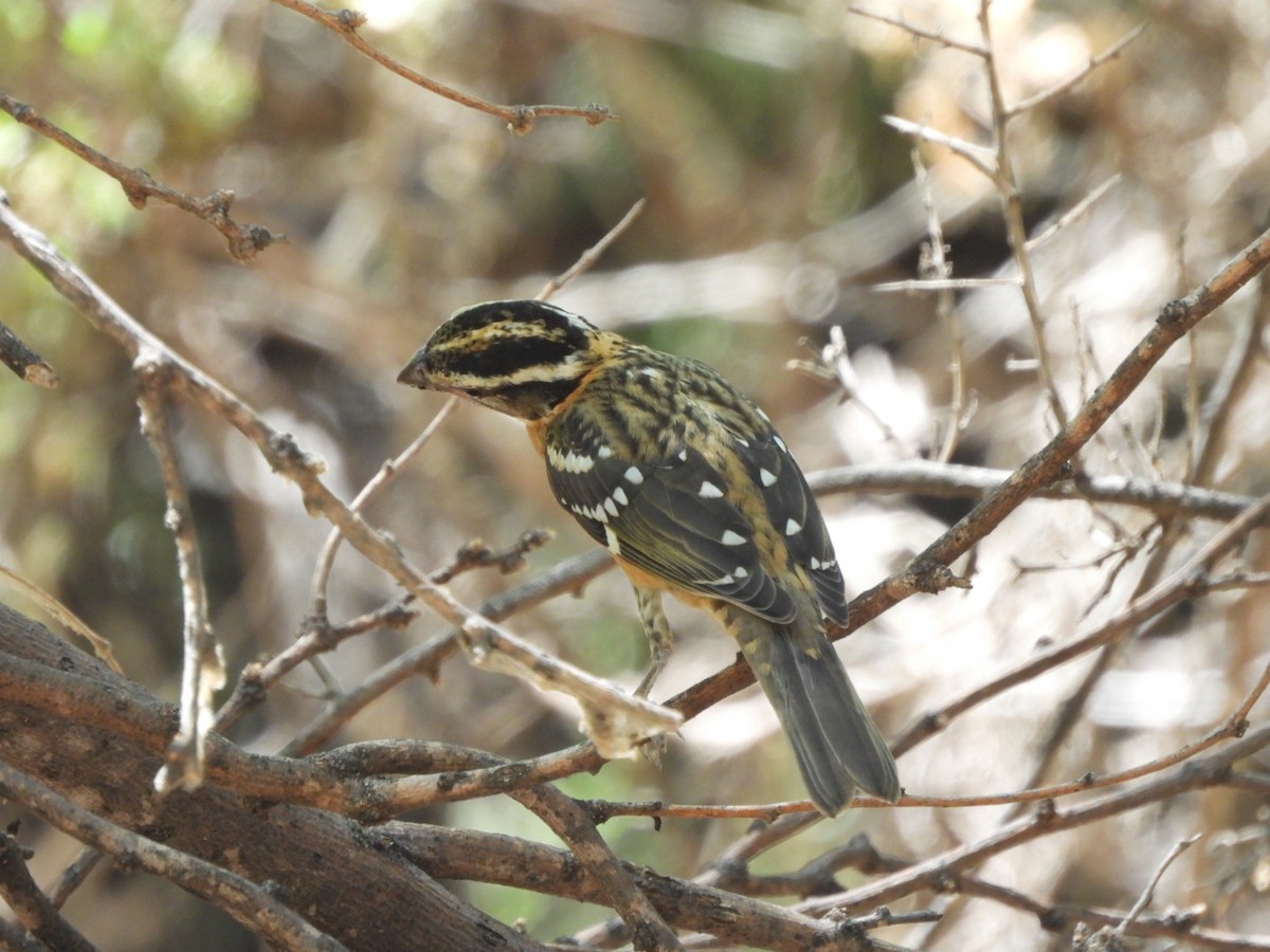 Black-headed Grosbeak - ML641076732