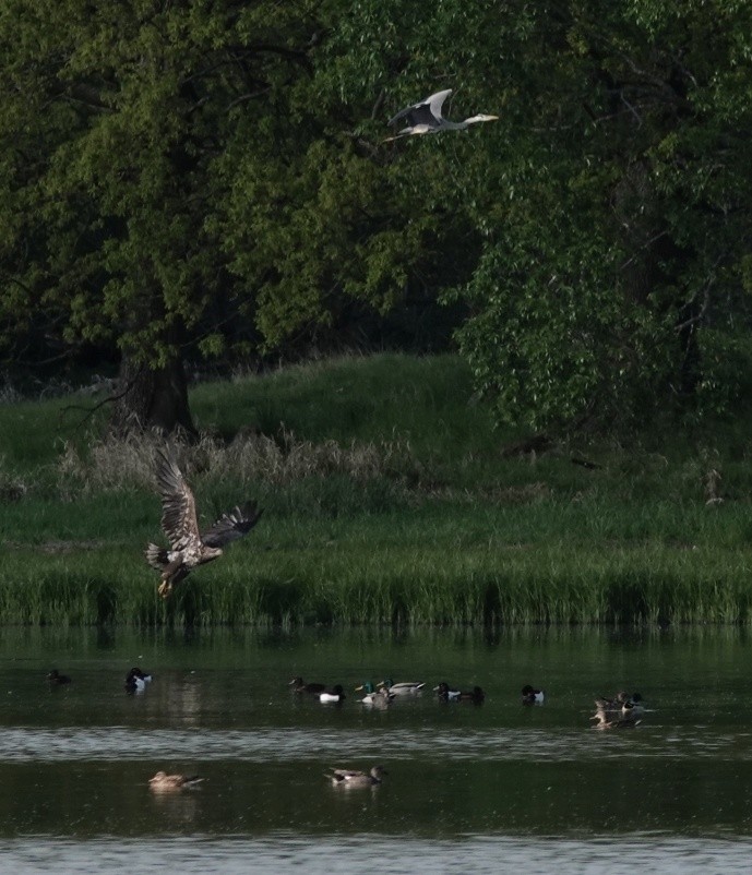 Gadwall - ML641076760