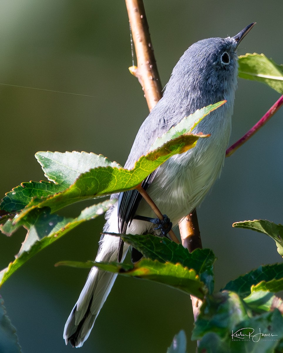 Perlita Grisilla (caerulea) - ML641076761