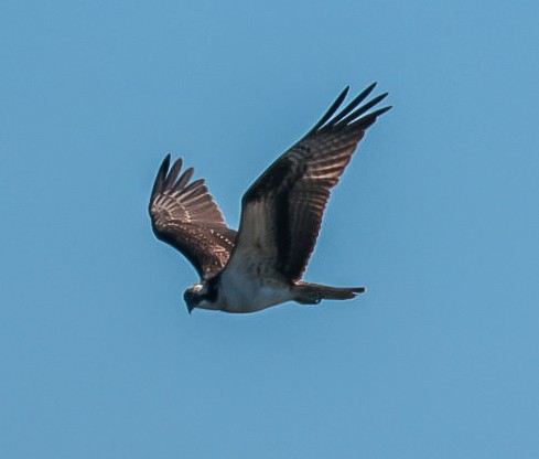 Balbuzard pêcheur - ML641076767