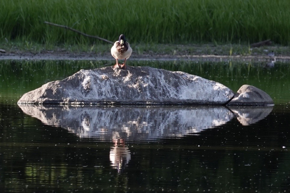 Mallard - ML641076774