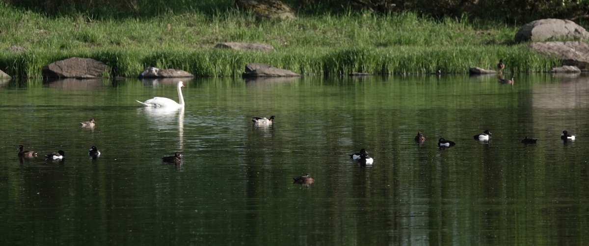 Tufted Duck - ML641076806