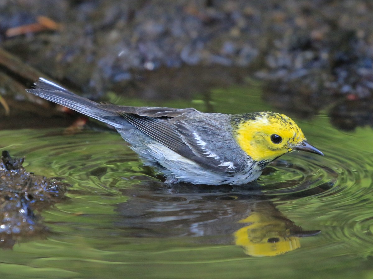 Hermit Warbler - ML641076826