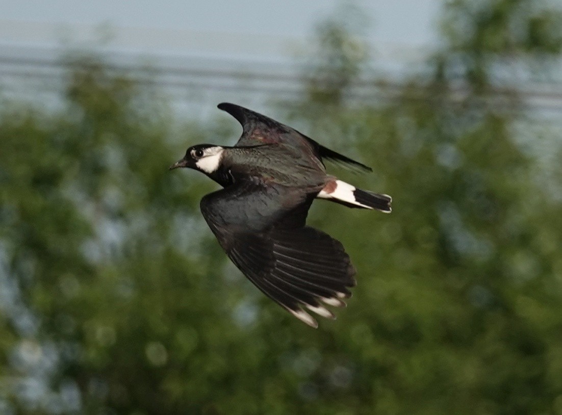 Northern Lapwing - ML641076829