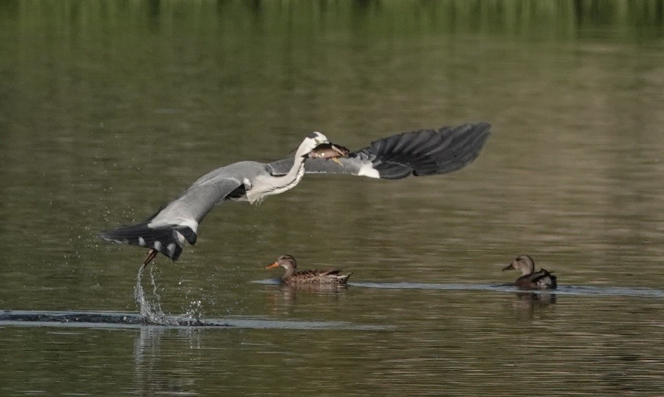 Gray Heron - ML641076841