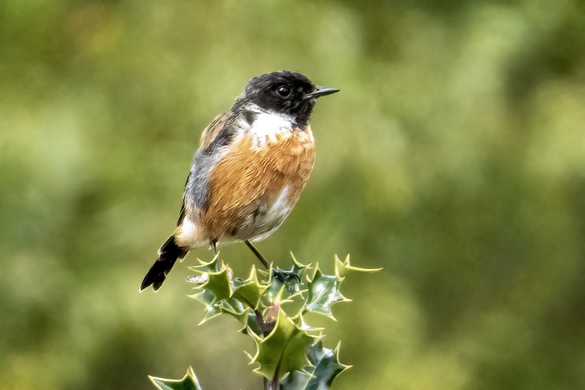 European Stonechat - ML641076843