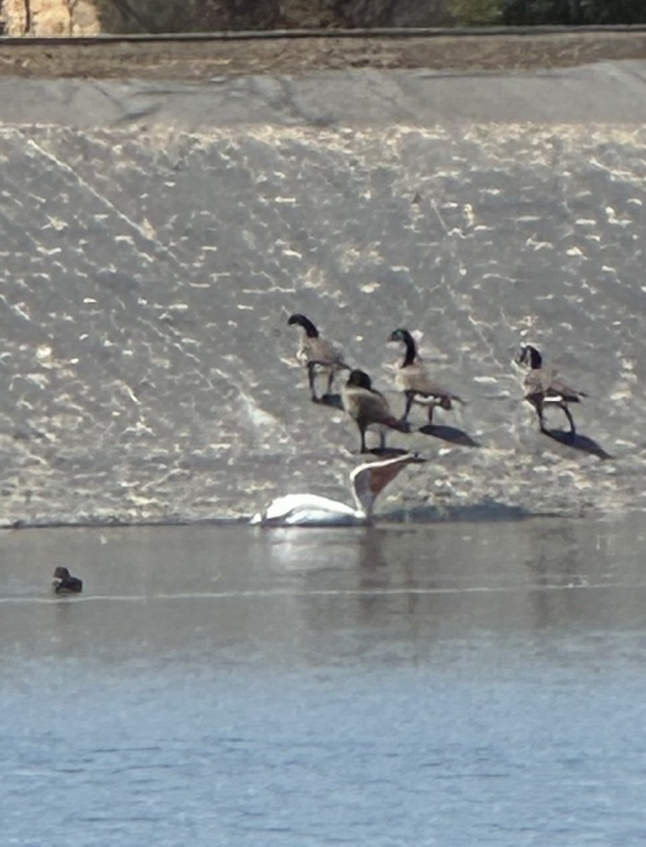 American White Pelican - ML641076847