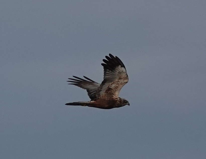 Western Marsh Harrier - ML641076851