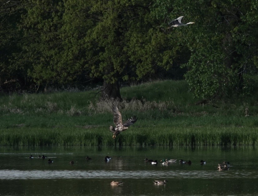 White-tailed Eagle - ML641076866