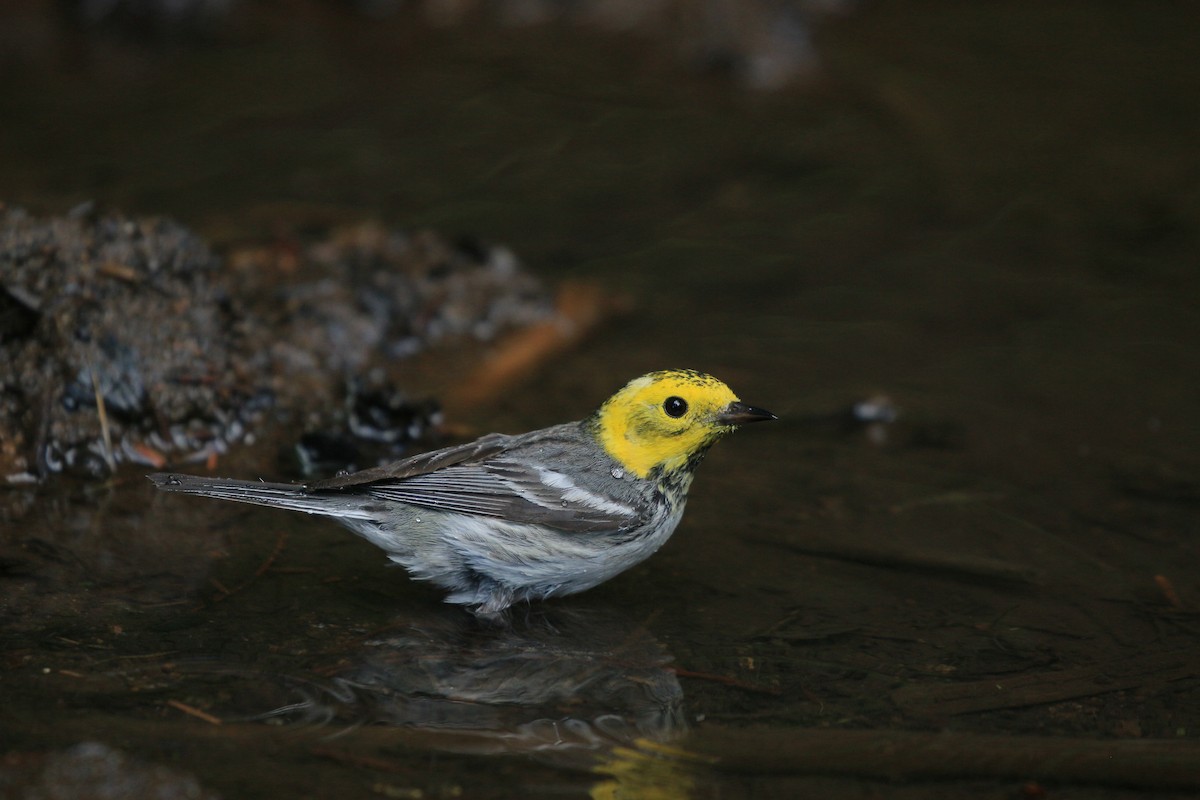 Hermit Warbler - ML641076869