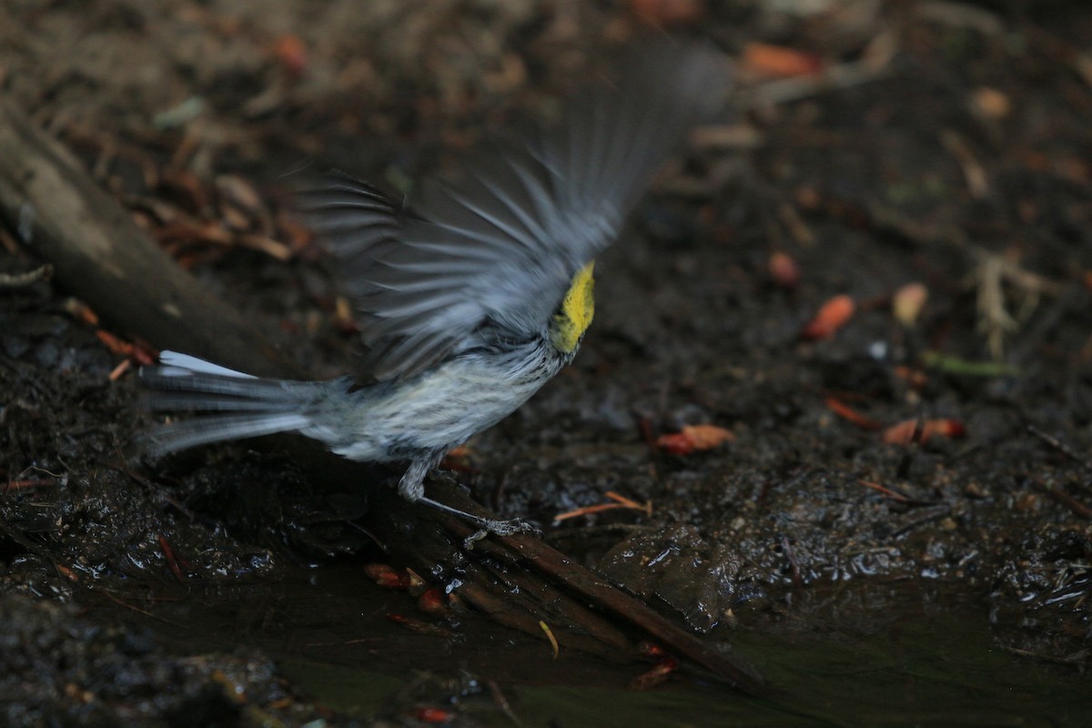Hermit Warbler - ML641076872