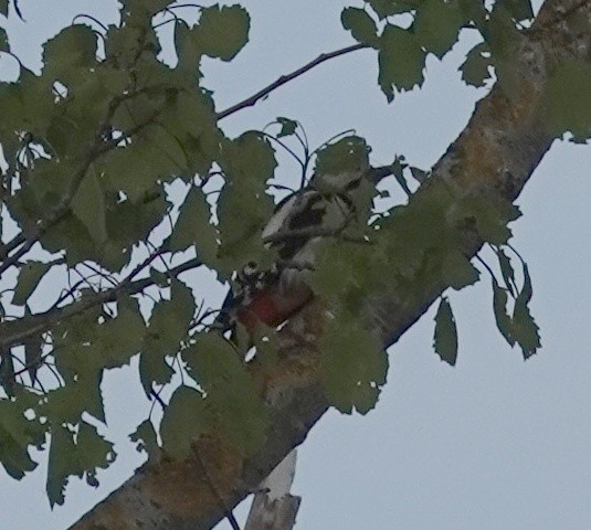 Great Spotted Woodpecker - ML641076880