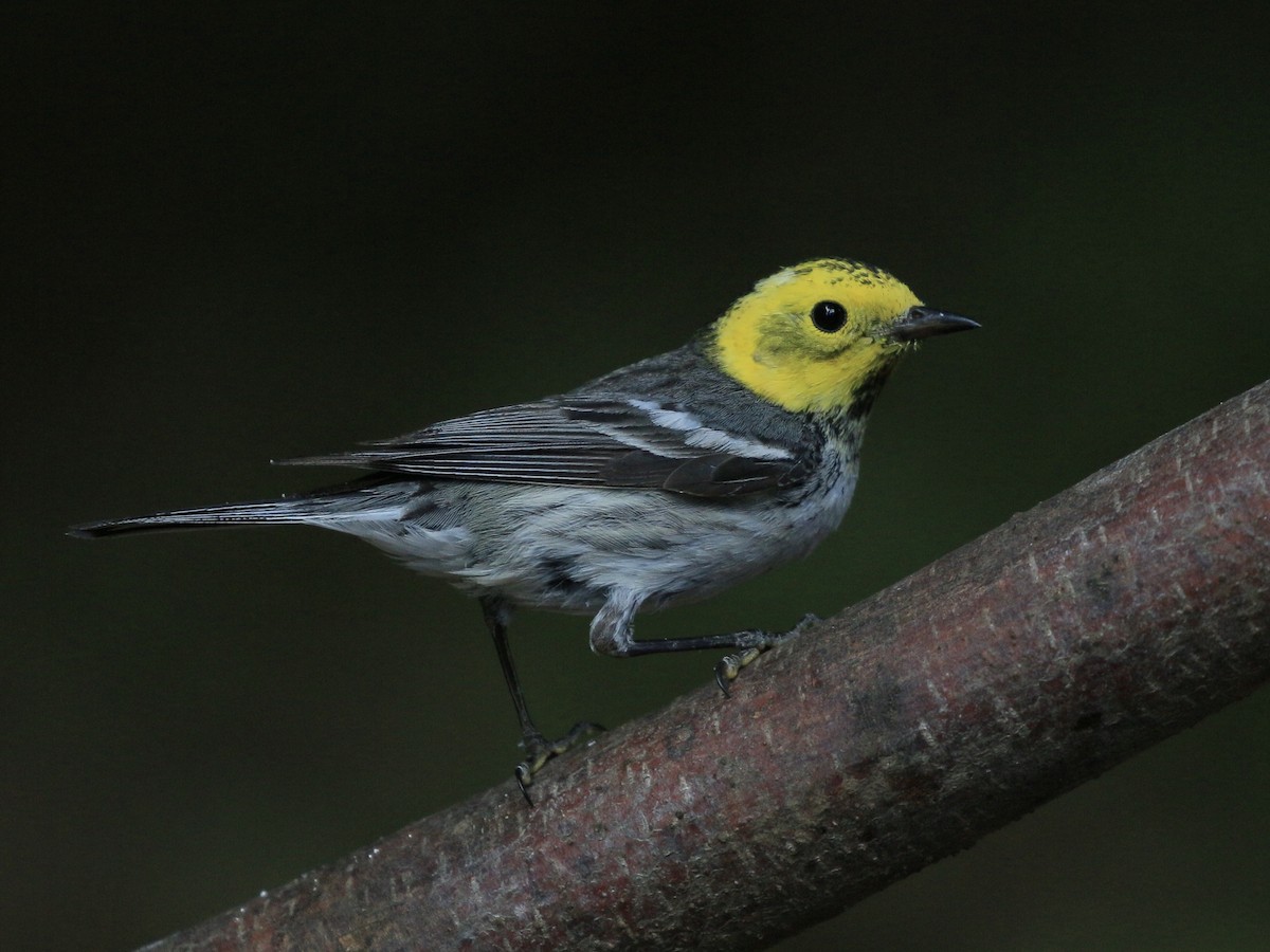 Hermit Warbler - ML641076882