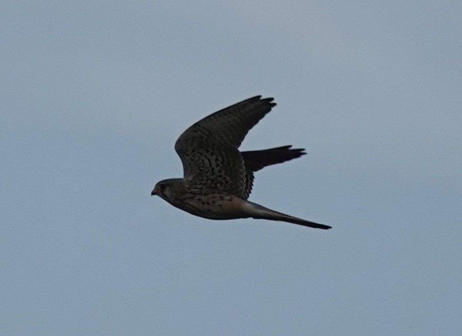 Eurasian Kestrel - ML641076889