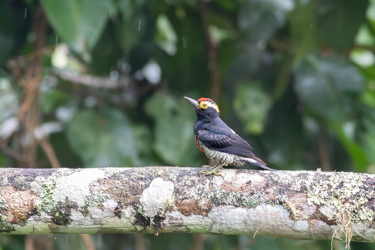 Yellow-tufted Woodpecker - ML641076900