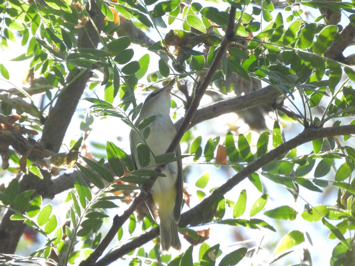 Cape May Warbler - ML641076953