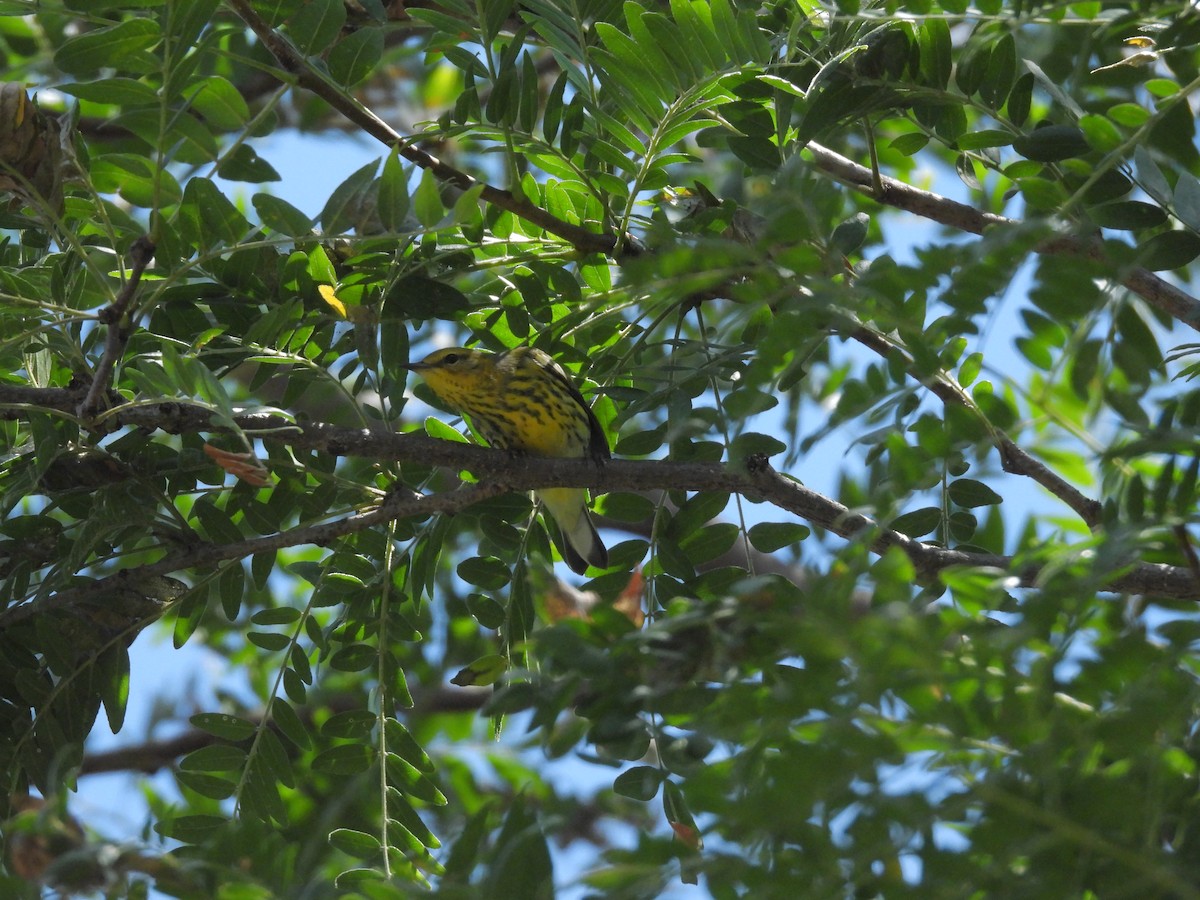 Cape May Warbler - ML641076954
