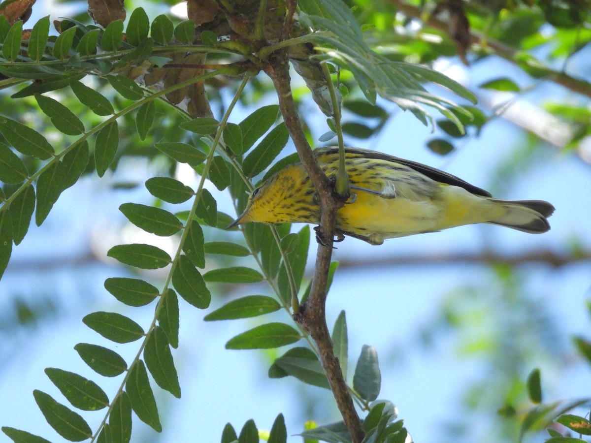 Cape May Warbler - ML641076955