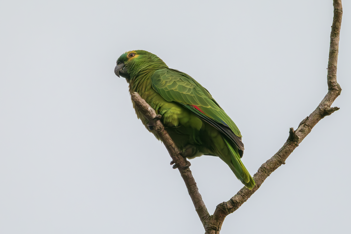 Turquoise-fronted Amazon - ML641076957