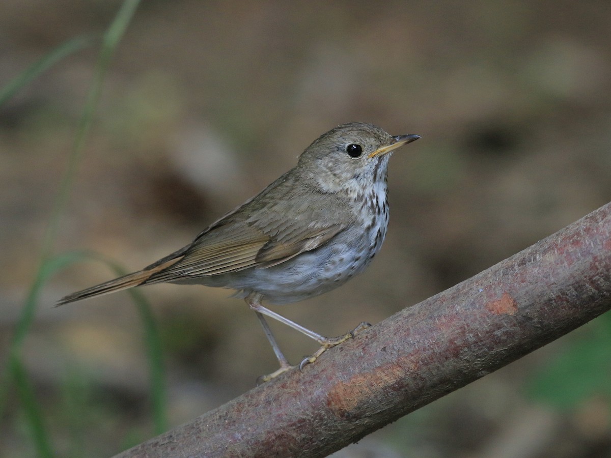 Hermit Thrush - ML641076966