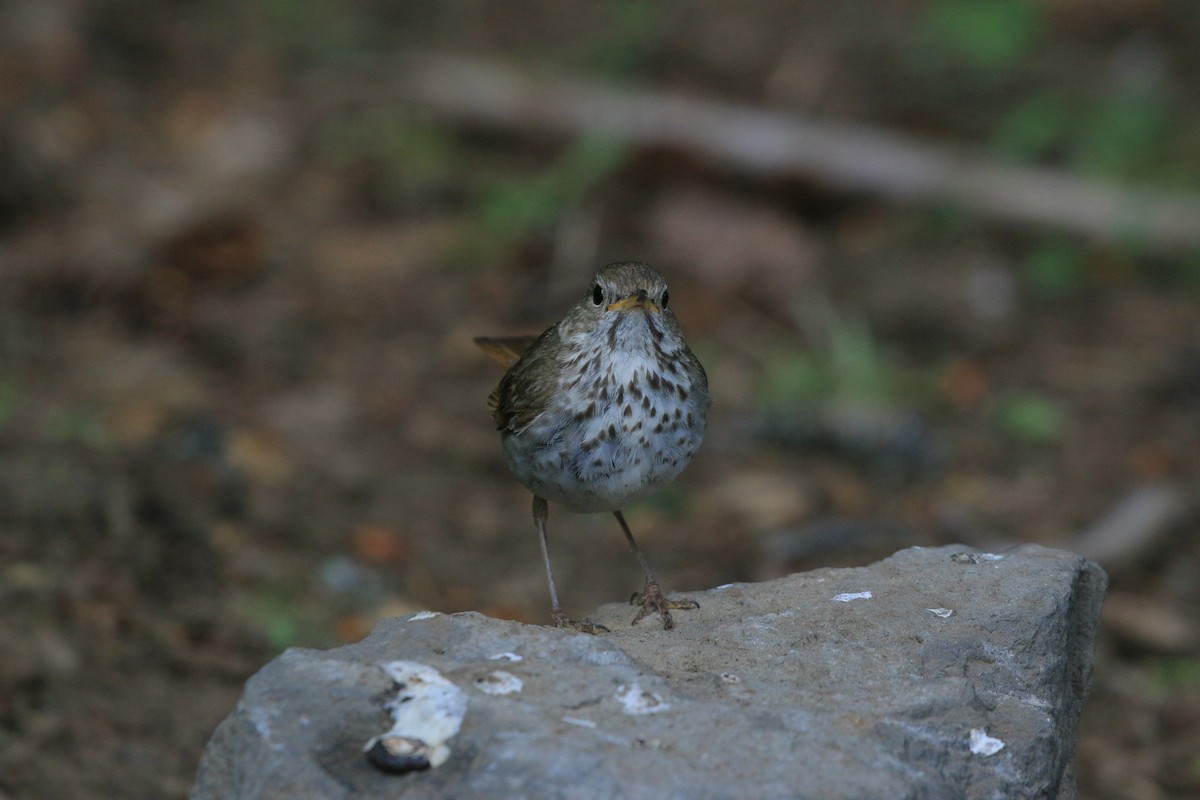 Hermit Thrush - ML641076971