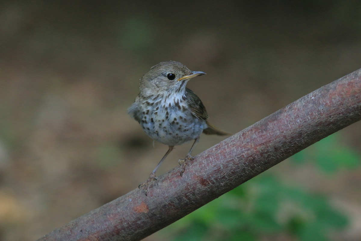 Hermit Thrush - ML641076973