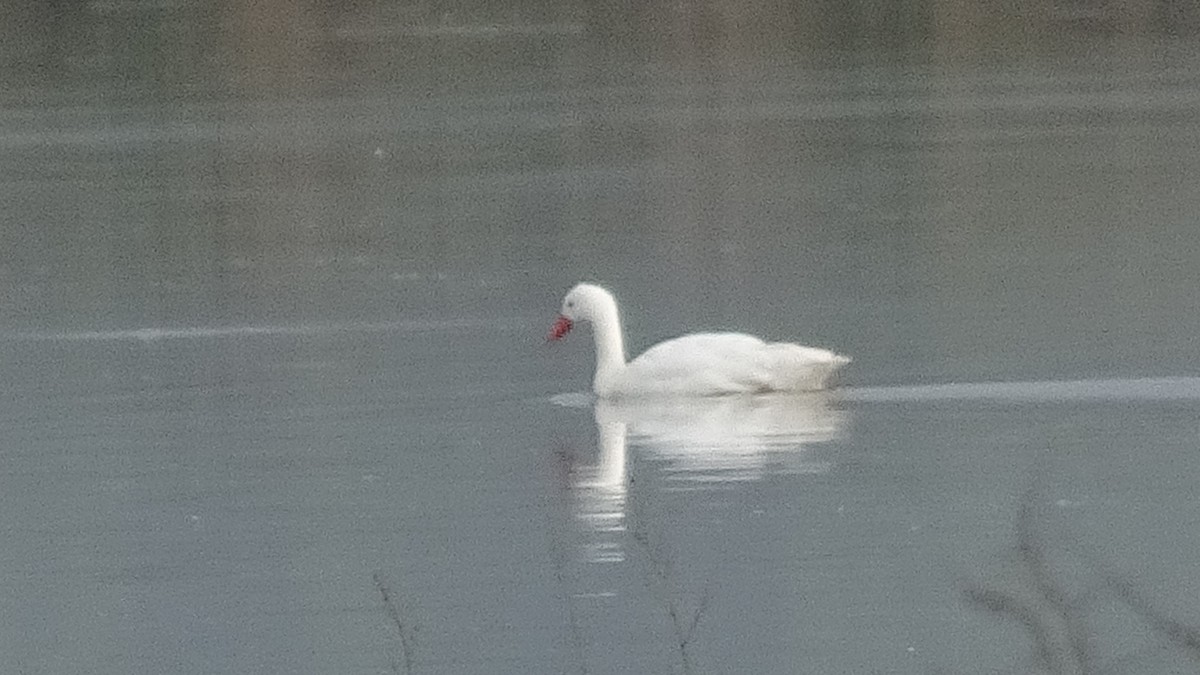 Coscoroba Swan - ML641077011