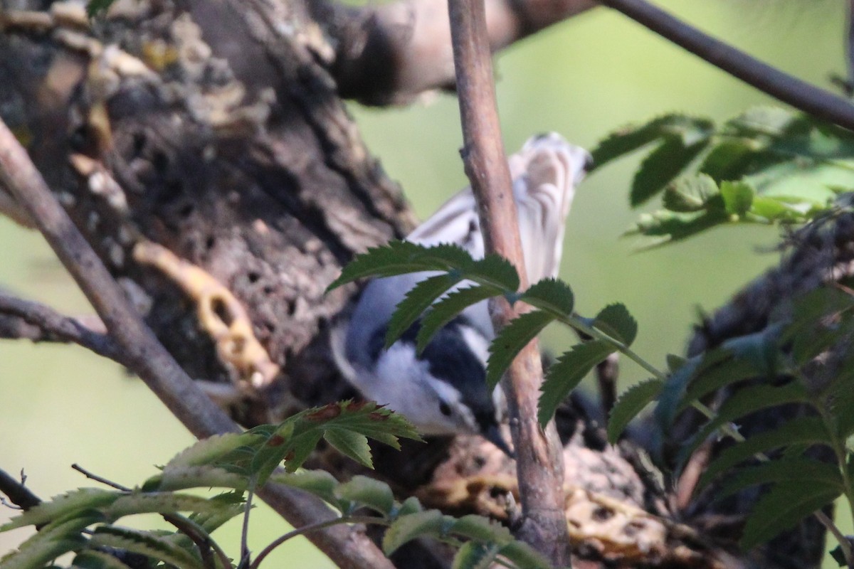 White-breasted Nuthatch - ML641077012