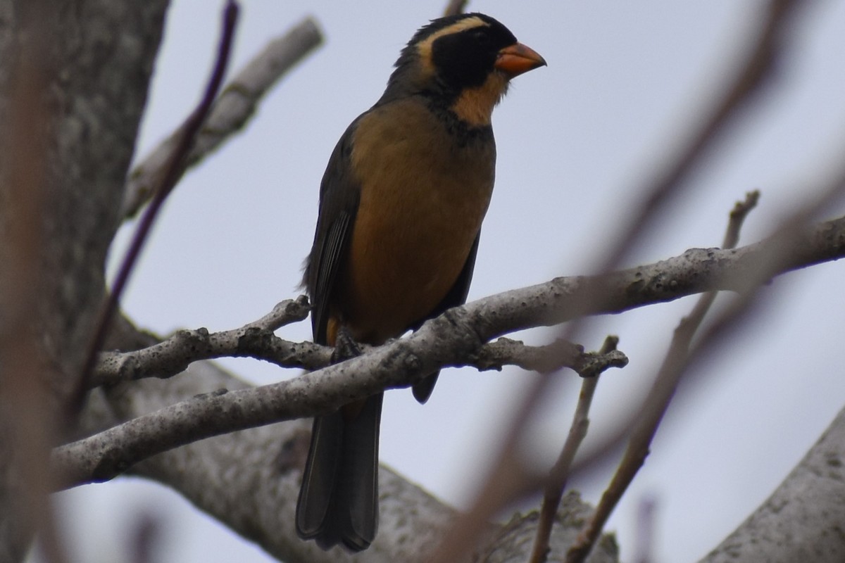 Golden-billed Saltator - ML641077016